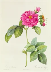 Rosa Turbinata